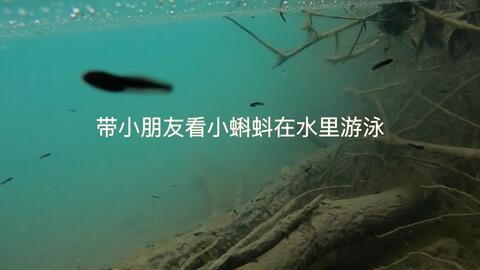 蝌蚪影视，探索影视娱乐的新纪元，蝌蚪影视，影视娱乐新纪元的探索者
