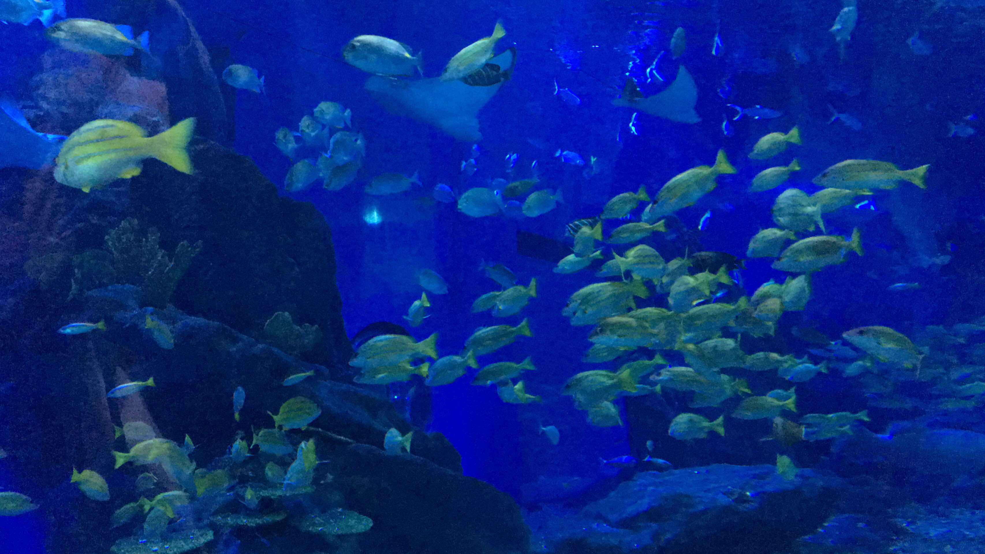 武汉海洋世界，探索奇妙的海洋之旅，武汉海洋世界，奇妙海洋探索之旅