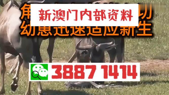 澳门三肖三码必开一码，揭秘彩票背后的秘密与策略探讨，澳门彩票揭秘，三肖三码必开一码的策略与秘密探讨
