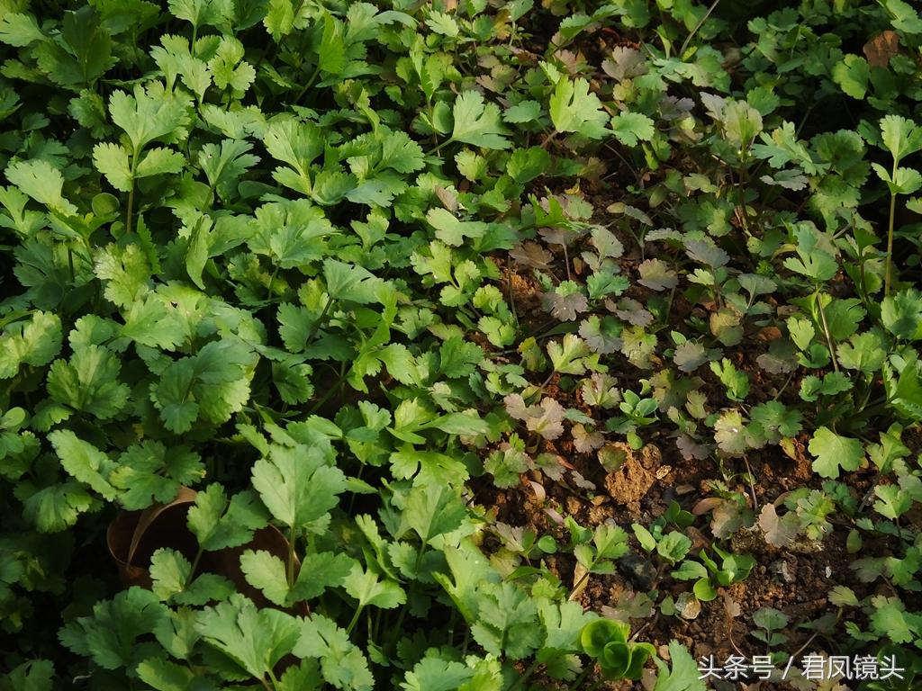 孕妇饮食需谨慎，孕妇十大禁忌蔬菜，孕妇饮食须知，十大禁忌蔬菜需警惕