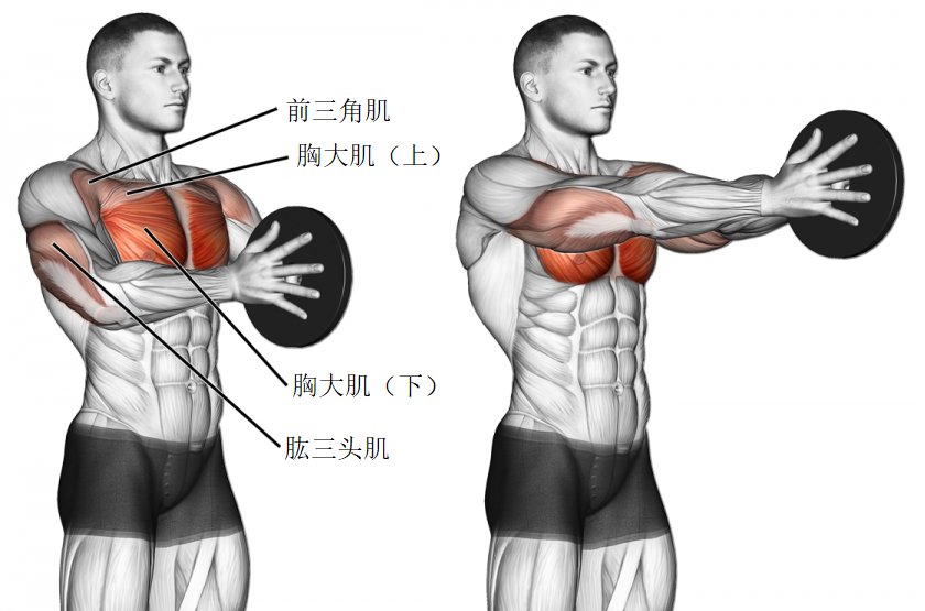 塑造完美胸肌，健身房练胸肌的动作指南，塑造完美胸肌，健身房胸肌锻炼动作指南