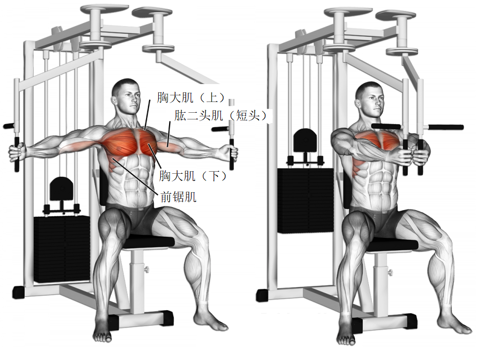 塑造完美胸肌，健身房练胸肌的动作指南，塑造完美胸肌，健身房胸肌锻炼动作指南