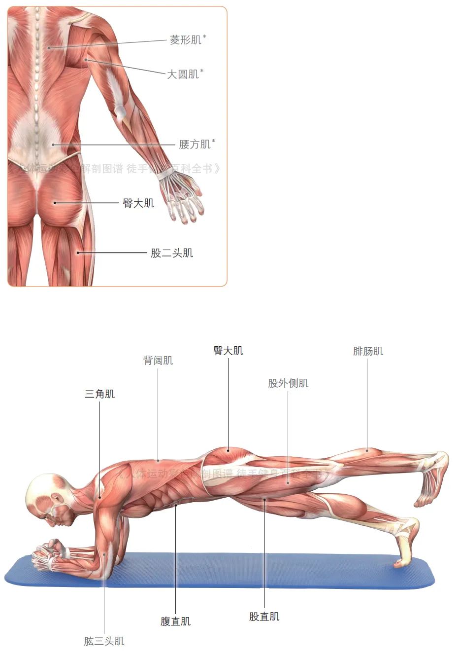 锻炼全身肌肉的最佳动作，打造完美体魄的综合指南，锻炼全身肌肉的综合指南，打造完美体魄的最佳动作