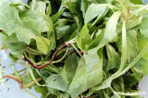 护肝第一名的野菜——探寻野菜中的肝脏守护者，护肝第一名的野菜，野菜中的肝脏守护者探索