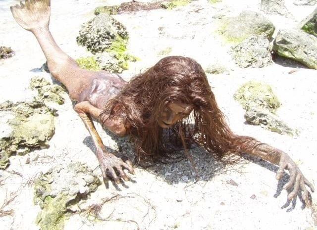 中国最后一条美人鱼，神秘传奇与现实探索，中国最后一条美人鱼，神秘传奇与现实探索之旅
