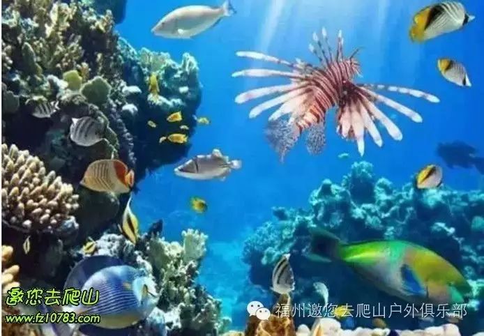 海洋世界的魅力与门票之旅，海洋魅力揭秘，门票之旅开启奇幻之旅