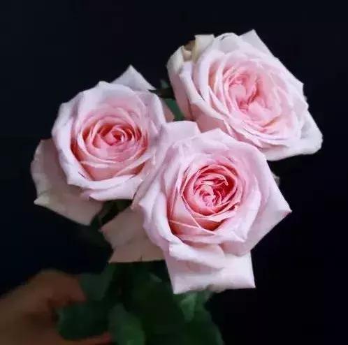 玫瑰情人，爱情的象征与情感的寄托，玫瑰情人，爱情的象征与情感的寄托之旅