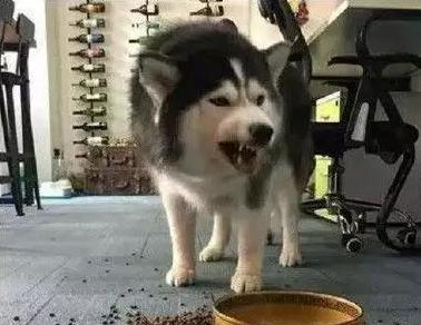 阿拉斯加犬会咬人吗？解读阿拉斯加犬的行为与性格，阿拉斯加犬会攻击人类吗？深入了解其性格与行为特征