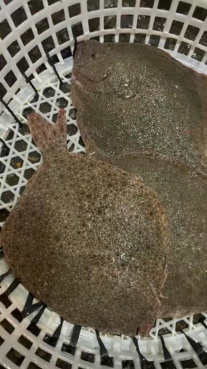 探索扁扁的鱼世界，与多宝鱼的奇妙之旅，多宝鱼的奇妙世界，一场扁扁鱼的探索之旅