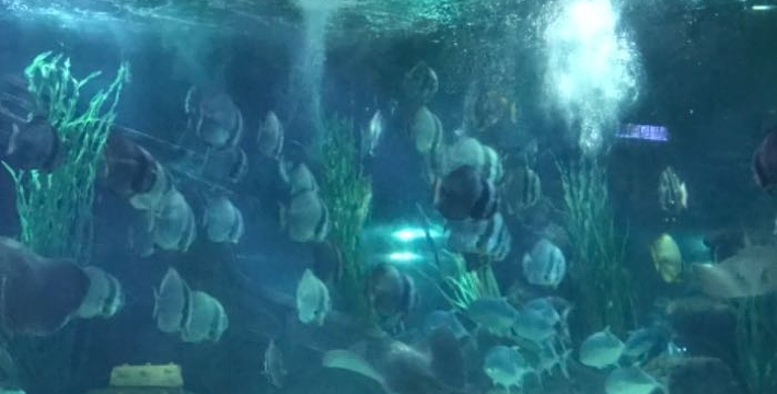 南昌海洋公园，探索神秘海洋的绝佳之地，南昌海洋公园，揭秘神秘海洋的绝佳探险地