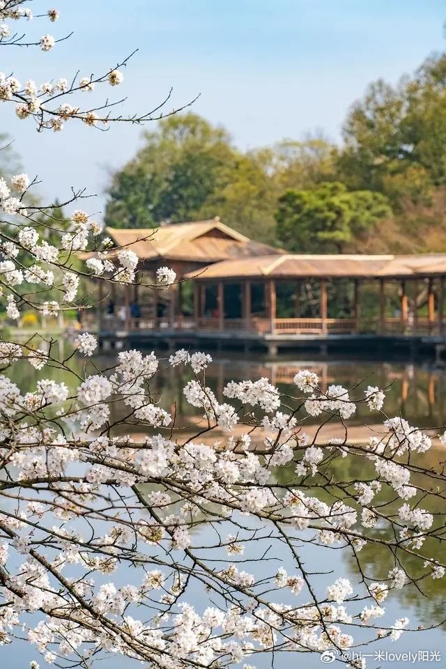 杭州西湖的春天，一场绚烂的诗意之旅，杭州西湖春日，诗意绚烂之旅