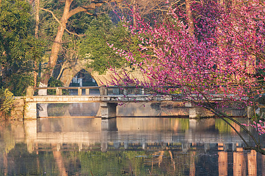 杭州西湖的春天，一场绚烂的诗意之旅，杭州西湖春日，诗意绚烂之旅