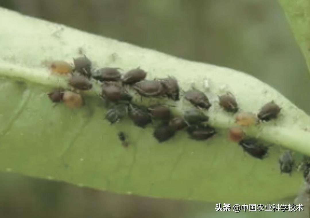 花椒图片，探寻传统与现代的魅力交织，花椒图片，传统与现代的魅力交织探寻