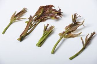 吃香椿的十大忌讳，品味美食的艺术与科学，香椿食用指南，品味美食的艺术与科学——十大忌讳需注意