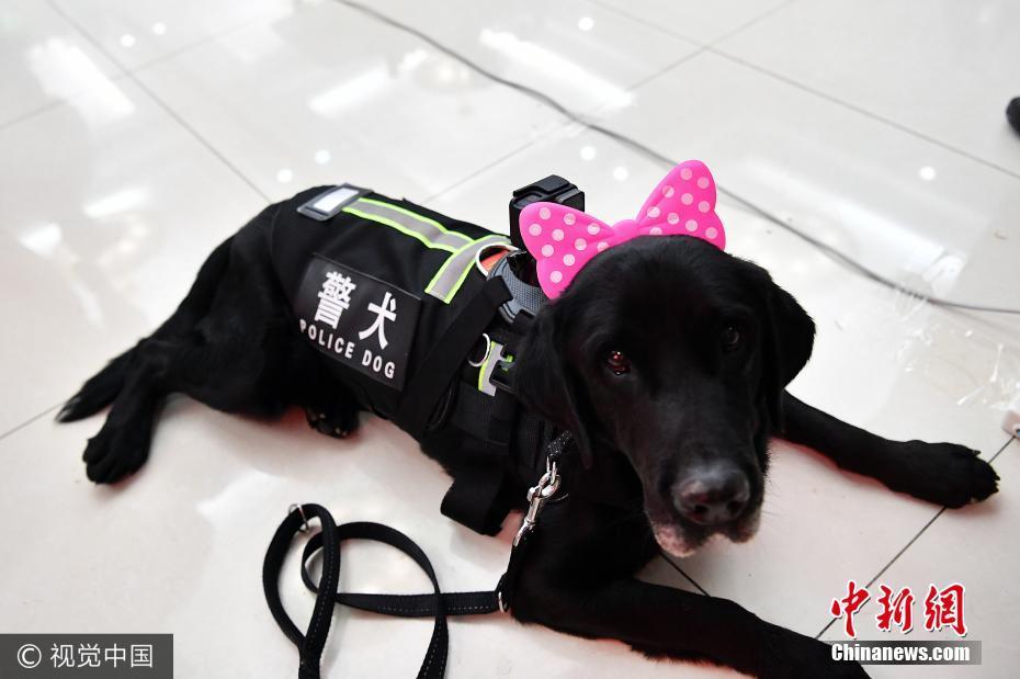 军事纪实，我的警犬兄弟，警犬兄弟，军事纪实之旅