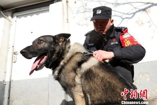 军事纪实，我的警犬兄弟，警犬兄弟，军事纪实之旅