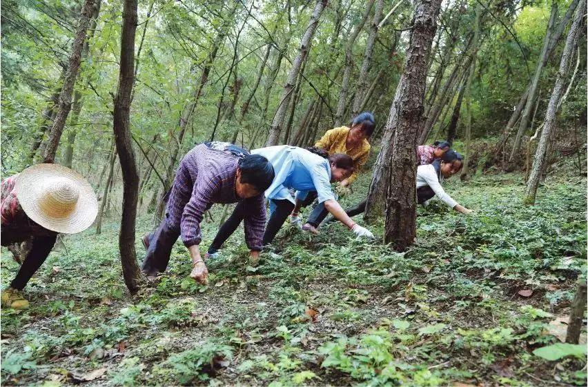 镇坪旅游，探索值得去的地方，镇坪旅游，探索神秘之地，领略无限风光