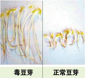 自制水果酵素的危害及其影响分析，自制水果酵素的潜在风险与影响分析