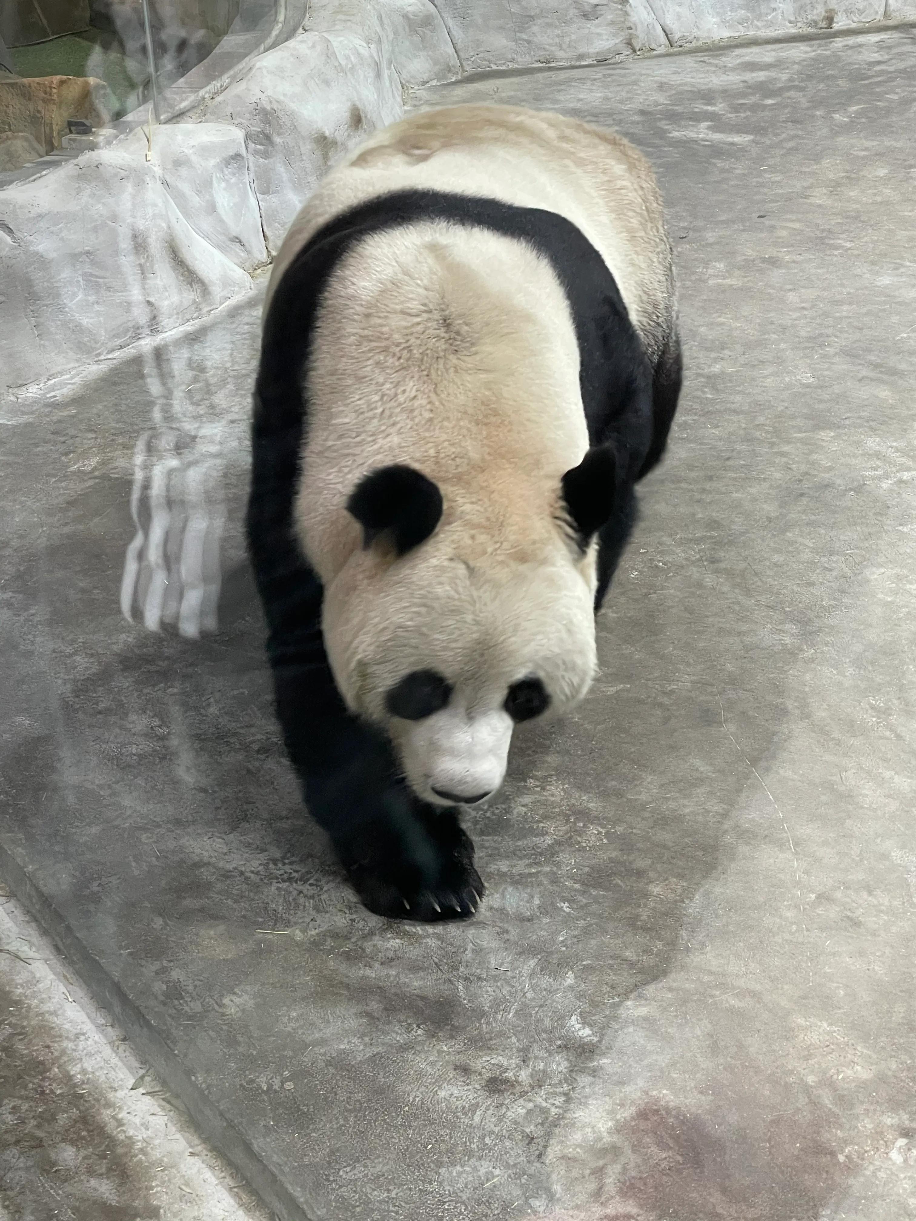 野生动物园游记，探寻自然奥秘的奇妙之旅，探寻自然奥秘的奇妙之旅，野生动物园游记纪实