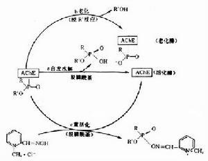 神经性毒剂的深度解析，神经性毒剂的深度探究