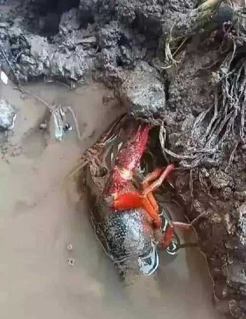 三种人坚决不能吃桂鱼——关于健康饮食的重要提醒，三种人群需慎食桂鱼，健康饮食的重要注意事项