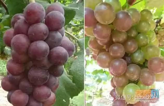 葡萄成熟时，一场免费的艺术盛宴，葡萄成熟时艺术盛宴，免费欣赏的艺术之旅