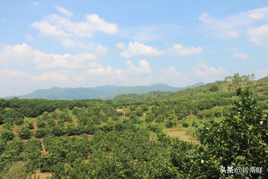 中山公用股票行情深度解析，中山公用股票行情深度解读与分析