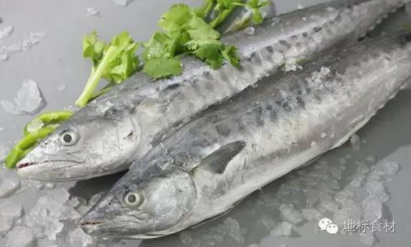 马鲛鱼，海洋的美味佳肴，马鲛鱼，海洋中的美味盛宴