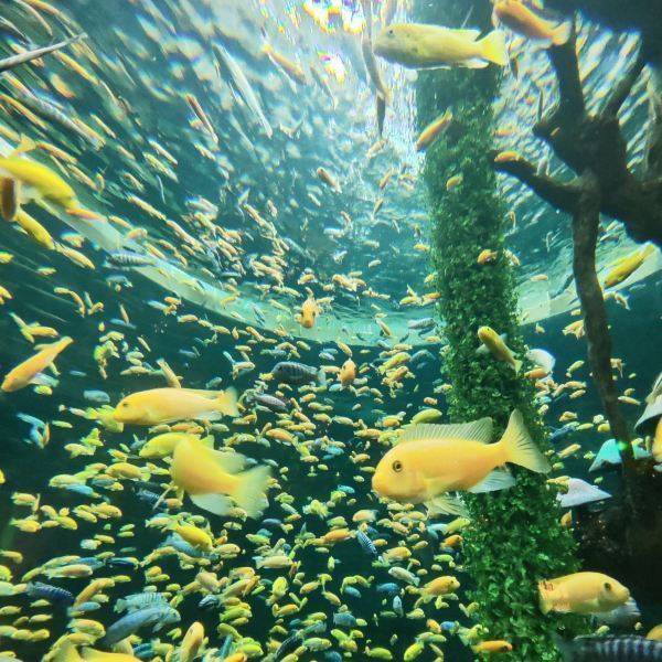 重庆汉海海洋公园游玩攻略，重庆汉海海洋公园游玩指南