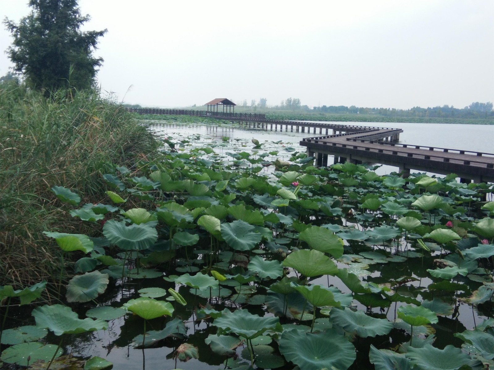 湿地公园景点介绍，湿地公园景点探秘，自然美景一览无余