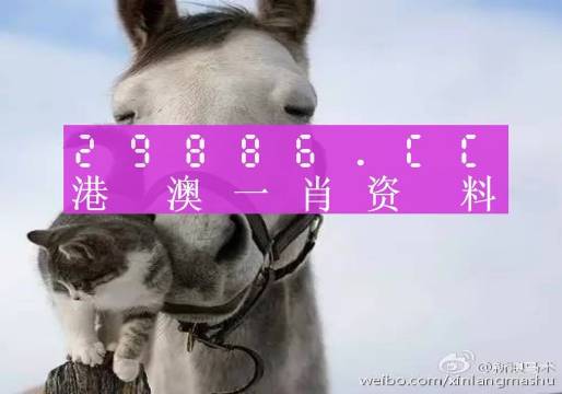 澳门老鼠报一肖一码，揭秘背后的神秘与真相，澳门老鼠报一肖一码揭秘背后的神秘真相