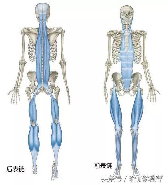 瘦腰腹的瑜伽体式，重塑你的身姿与自信，瑜伽体式助你瘦腰腹，重塑身姿自信